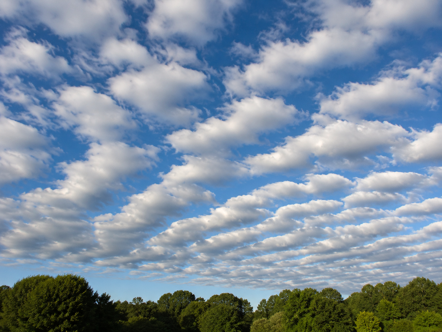 Altocumulus clouds: Patchy white or gray puffs in rows, with bits of blue showing between them.